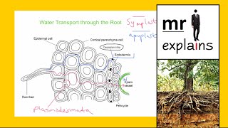 mr i explains The difference between the Symplast and Apoplast Pathways of Water Transport [upl. by Ailelc]