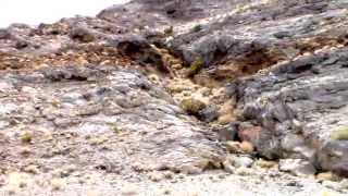 Marine Fossils Mojave Desert [upl. by Nospmis]