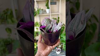 Inch Plant  Tradescantia Zebrina Propagation  How To Propagate Inch Plant shorts gardening [upl. by Rori]