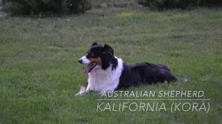 ♡Owczarek australijski aussieKalifornia Kora♡ Arlet5a [upl. by Einahpets]