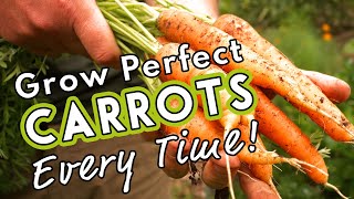 Grow Perfect Carrots Every Time 🥕 [upl. by Kerby]