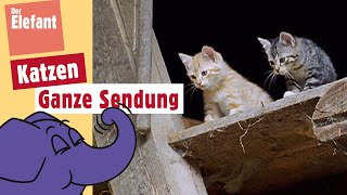 Wie leben Katzenbabies  Der Elefant  WDR [upl. by Ise]