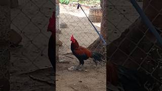 funnychicken kozhikoothugal husbandwifealaparaigal oruthalakadhalathantha [upl. by Ania652]