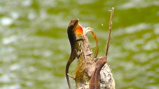 Green Anoles PostCoital Throat Fan Display [upl. by Anej]