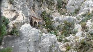 Caza de Macho Montes en la Sierra de Grazalema HD [upl. by Boatwright]