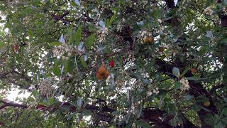 Strawberry tree  branches leaves fruit amp flowers  October 2024 [upl. by Rehttam]