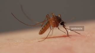 VIDEO PICADA DE MOSQUITO [upl. by Eseneg]