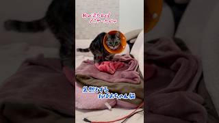 【本日のチャッピー】湯たんぽ大好き猫保護猫おばあちゃん猫猫のいる暮らし癒し [upl. by Ecneret]