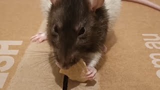 Squeak Eating A Poppadom [upl. by Georgeanne]