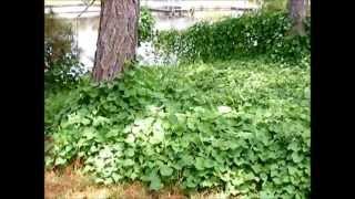 Sweet Potato leaves as a food source [upl. by Enihpets879]