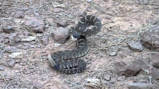 Rattlesnake near Flagstaff AZ [upl. by Savory]