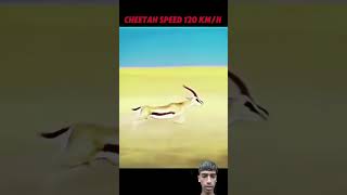 cheetah vs gazelle animal trendingvideo [upl. by Yonit]