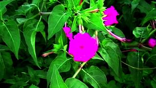 Mirabilis jalapa Belle de nuit [upl. by John]