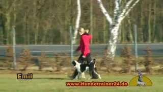 Griechischer Straßenhund quotEmilquot in Ausbildung bei Hundetrainer24 [upl. by Tnomad]