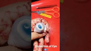 Dissection of Eye  parts of Real Eye 👁‍🗨 [upl. by Lemor]