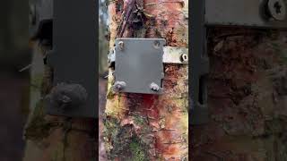 Trail camera stolen by local scruff  wildlife reddeer thief poacher getajob [upl. by Rina]