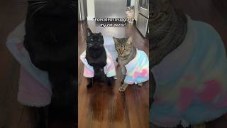 I upgraded my cats’ toys using happyandpolly 😻 cats cattoys catproducts happyandpolly [upl. by Fotina]