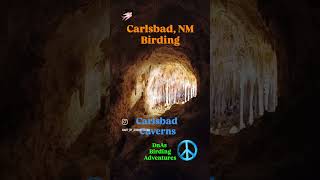 Carlsbad Caverns NM birding Cave Swallows newmexico carlsbadcaverns birds [upl. by Marieann762]