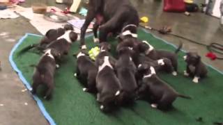 Blue Pit Bull Puppies playing w mom [upl. by Latsirc]