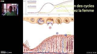 Régulation cycles sexuels féminins [upl. by Ydrah]