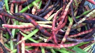 Pinkeye Purple Hull Peas Harvesting amp Easy Shelling Gadget [upl. by Luemas]