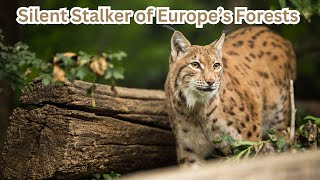 EurasianLynxWildlifeDocumentaryBigCatsOfEuropeLynxInTheWildSilentHunter [upl. by Cumings]