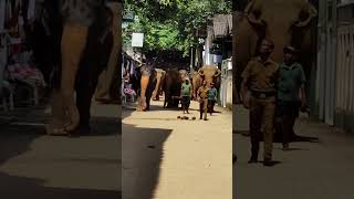 Pinnawala elephant music wildlife wildelephants elephant shortvideo shortsvideo [upl. by Ahsiri558]