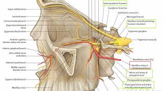 Pterygopalatine fossa 2 [upl. by Adali]