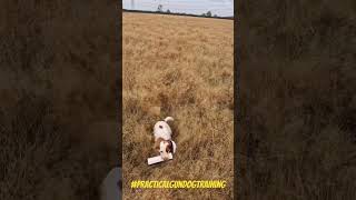 Gundog Training  Marks and Blinds dogtraining gundogtraining workingcockerspaniel gundog [upl. by Naahs]