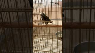 ‏pionus parrot white capped انثى ببغاء بيونس ابيض التاج [upl. by Fara]