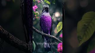 Dazzling Display The Fancy Bird Performs 🐦🎇shorts shortvideo youtubeshorts birds [upl. by Tasha477]