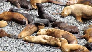 Spearfishing in Patagonia [upl. by Sibell760]