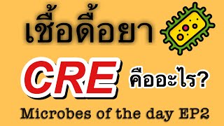 เชื้อดื้อยา CRE Microbs of the day EP2 [upl. by Bonnette551]