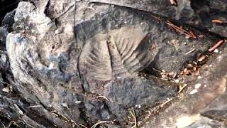 Fossils  Rønningfossene  Waterfalls in Kongsberg Norway [upl. by Malcom]