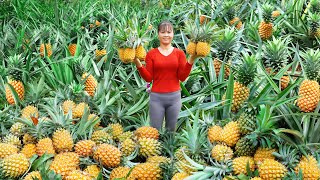 Harvesting Pineapple Fruit Go to market sell paint table and chair  Phương  Free Bushcraft [upl. by Yesima575]