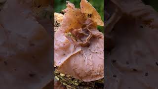 Jelly Ear Fungus  London UK [upl. by Chaffee]