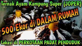 Ternak Ayam Kampung Super JOPER 500 Ekor di DALAM RUMAH Lokasi di PERKOTAAN PADAT PENDUDUK [upl. by Inneg]