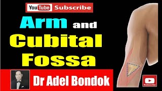 The Arm and Cubital Fossa Dr Adel Bondok Anatomy Channel [upl. by Sherye897]