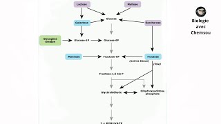 Biochimie  Glycolyse  LactoseMaltose  Manose et Saccharose [upl. by Derrej]