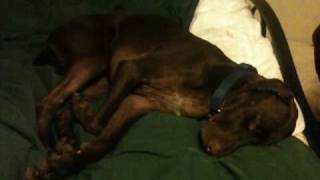 German Shorthaired Pointer Dog Dreaming [upl. by Bencion650]