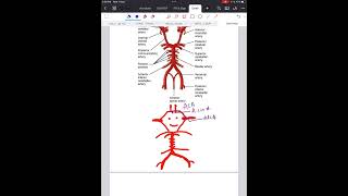 EASY WAY TO REMEMBER CIRCLE OF WILLIS [upl. by Hardin]