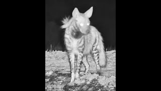 One of the regular Striped Hyena that visits ol Donyo Lodge waterhole [upl. by Eenoj773]