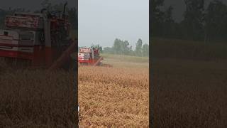 Massey Ferguson 9500 and swaraj 744 fe shorts viralshort shortfeed farming [upl. by La Verne]