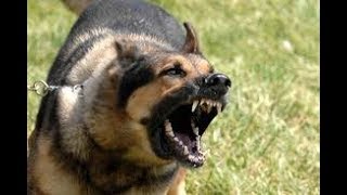 Dog Barking  Ringtone With Free Download Link [upl. by Dworman]