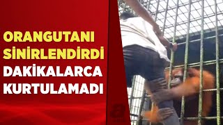 Kuralları ihlal etti orangutandan kurtulamadı O anlar kamerada  A Haber [upl. by Ilarrold]