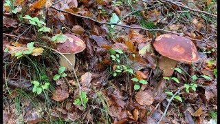 BOLETUS EDULIS VRGANJ [upl. by Ferree]