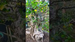 ▶️PROJECT BONSAI SERUT NYARIS SEMPURNA ponco13net bonsai bonsaiart shorts [upl. by Chapel]