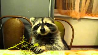 Raccoon eats grapes with his little hands [upl. by Rozalie931]