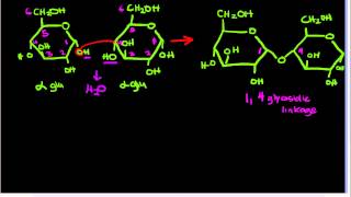 14glycosidic [upl. by Aikal974]