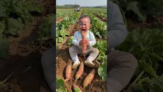 Baby found so many potatoes and is still crying [upl. by Isolda983]